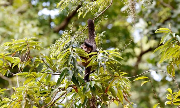 Entidade cobra compromisso de candidatos com direitos da natureza