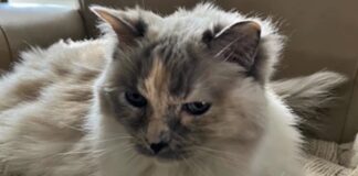 Família descobre que gata está viva 18 meses após levá-la para a eutanásia