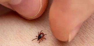 Febre maculosa: São Paulo atinge 26 mortes e soma 28 casos confirmados em 2026
