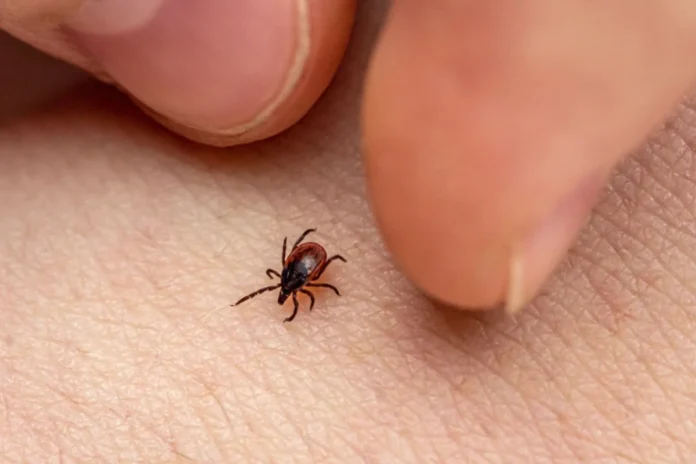 Febre maculosa: São Paulo atinge 26 mortes e soma 28 casos confirmados em 2026