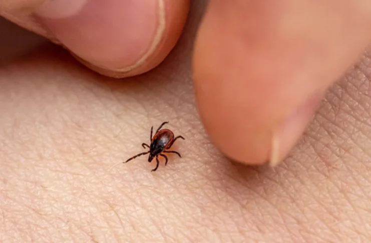 Febre maculosa: São Paulo atinge 26 mortes e soma 28 casos confirmados em 2026