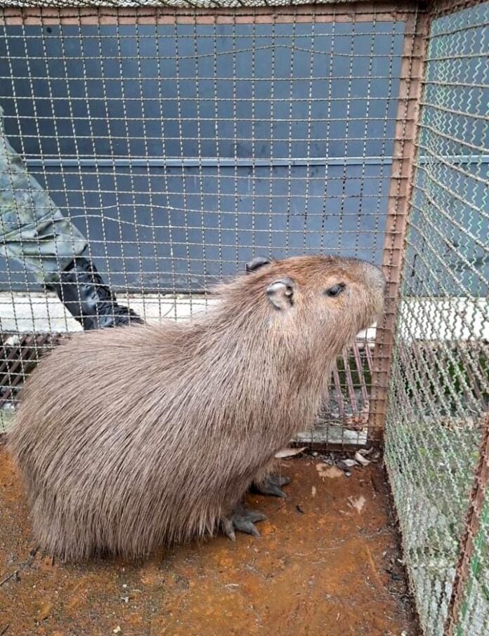 GCM de Guarulhos realiza resgate de capivara no Centro da cidade