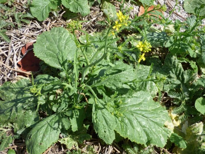 Hortaliças absorvem ouro do solo e você pode plantá-las agora mesmo