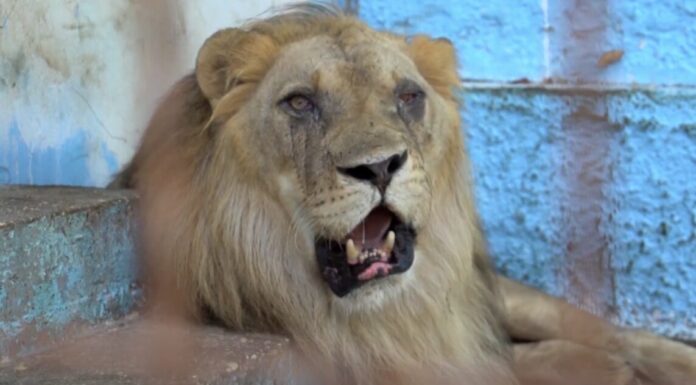 Leão que foi resgatado do ‘pior zoológico da Europa’ fez sinfonia de rugidos com outros animais