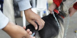 Praça da Bíblia recebe mutirão gratuito de vacinação antirrábica para cães e gatos em Poá