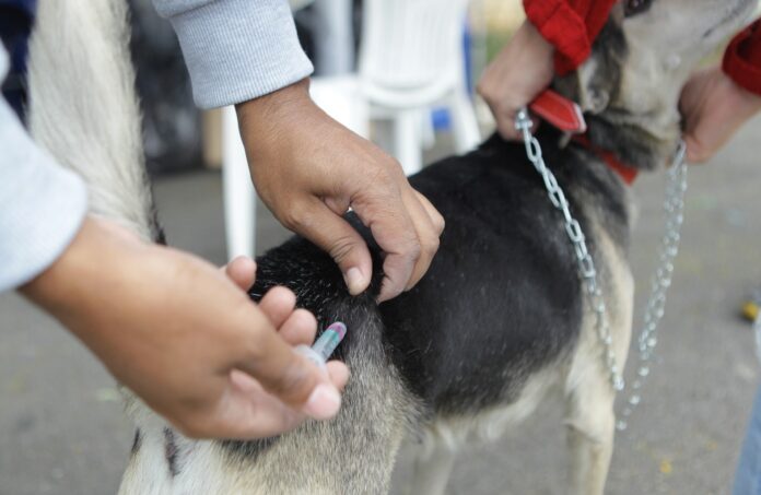 Praça da Bíblia recebe mutirão gratuito de vacinação antirrábica para cães e gatos em Poá