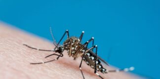 Reprodução do Aedes aegypti é identificada pela 1ª vez no Reino Unido