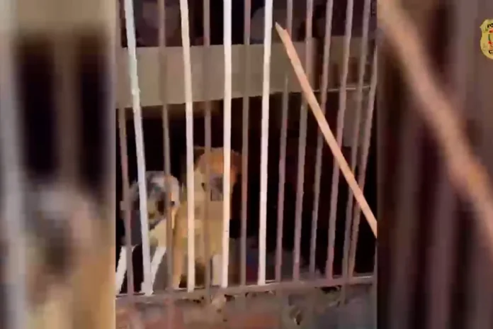 Ação da Polícia Civil resgata mais de 30 cães e gatos em situação de maus-tratos no Guará