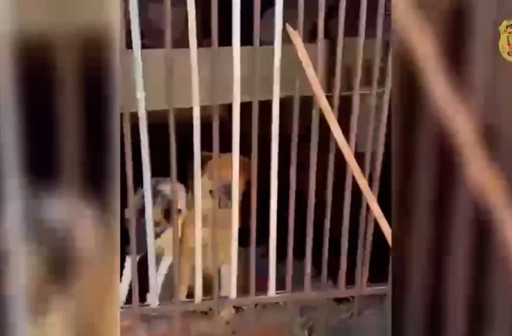 Ação da Polícia Civil resgata mais de 30 cães e gatos em situação de maus-tratos no Guará