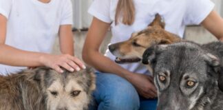 Atibaia abre cadastro digital voltado a protetoras independentes de animais