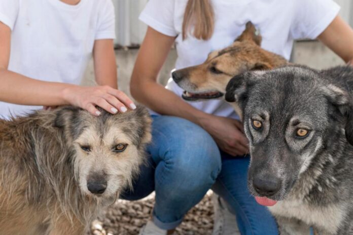 Atibaia abre cadastro digital voltado a protetoras independentes de animais