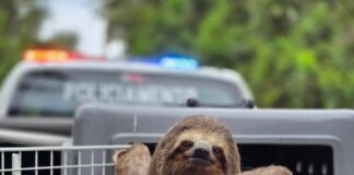 Bicho-preguiça é salvo de atropelamento por agentes da GCM em Guarulhos