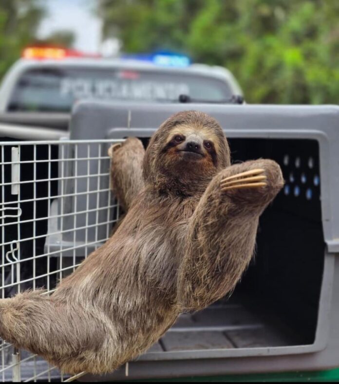 Bicho-preguiça é salvo de atropelamento por agentes da GCM em Guarulhos