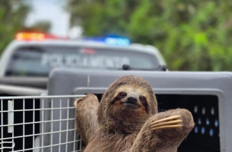 Bicho-preguiça é salvo de atropelamento por agentes da GCM em Guarulhos