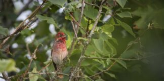 Bosque Maia recebe observação de aves e oficina de kokedama neste sábado