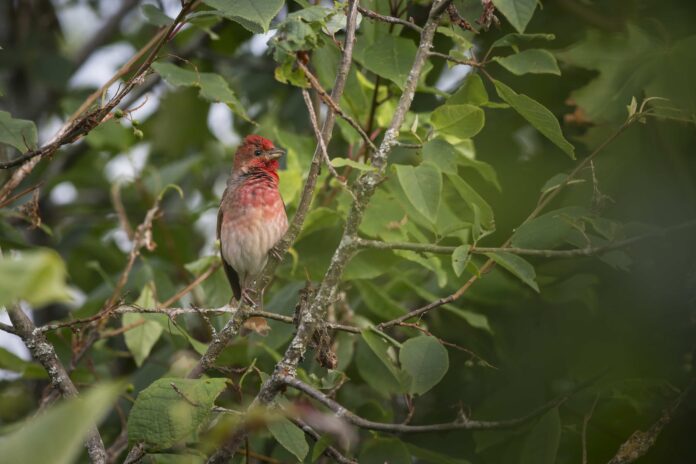 Bosque Maia recebe observação de aves e oficina de kokedama neste sábado
