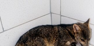 GCM Ambiental resgata capivara e cachorro-do-mato ferido em Guarulhos