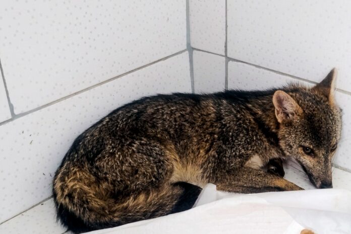 GCM Ambiental resgata capivara e cachorro-do-mato ferido em Guarulhos