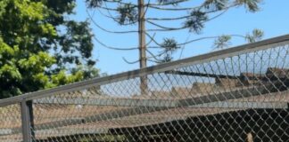 Zoológico de Guarulhos promove atividade gratuita de observação e estudo de aves