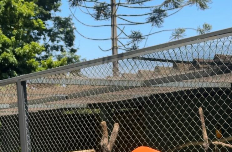 Zoológico de Guarulhos promove atividade gratuita de observação e estudo de aves